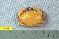 藏品(花紋愛潔蟹)的圖片